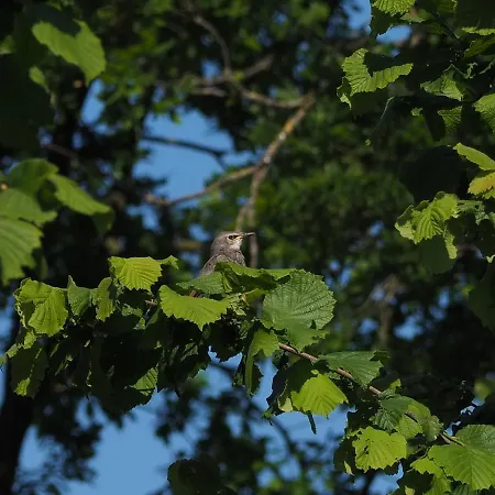 De Peelvos Bed & Breakfast