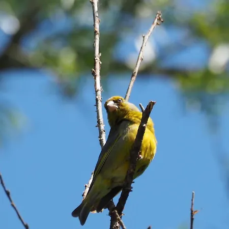 De Peelvos 3* Deurne