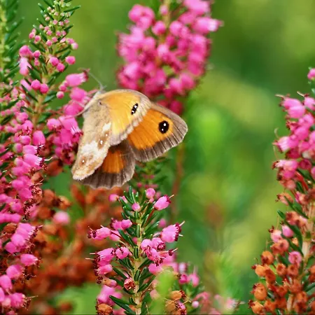 Bed and Breakfast De Peelvos 3*