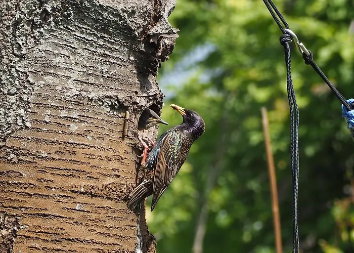 Bed and Breakfast De Peelvos