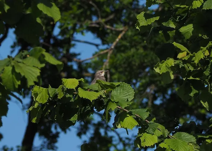 De Peelvos Bed and Breakfast