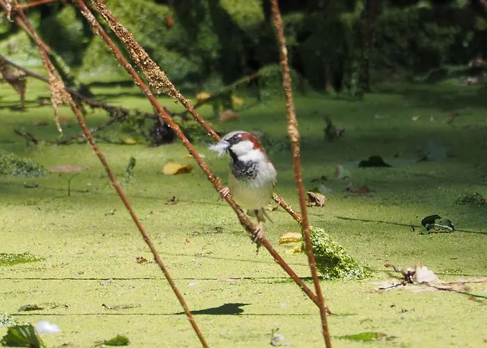 De Peelvos Bed and Breakfast 3*