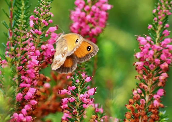 Panzió De Peelvos 3*