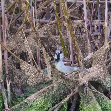 De Peelvos Oda ve Kahvaltı