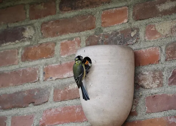 De Peelvos 3* Deurne