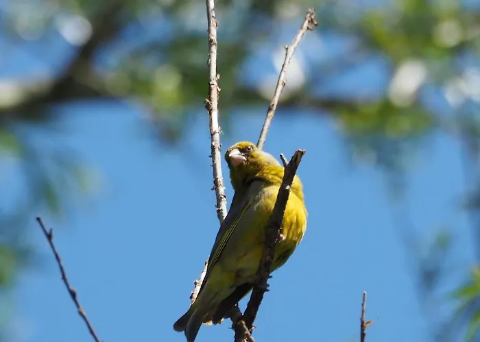 De Peelvos 3* Deurne