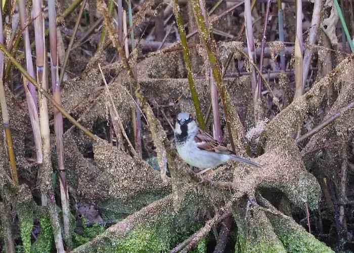 De Peelvos Couette-café