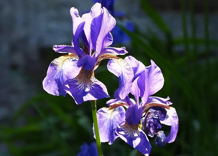 De Peelvos Couette-café